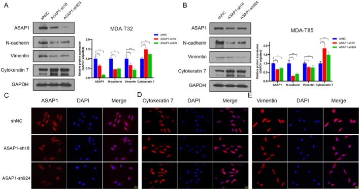 PMC12311982 – cam471075-fig-0002