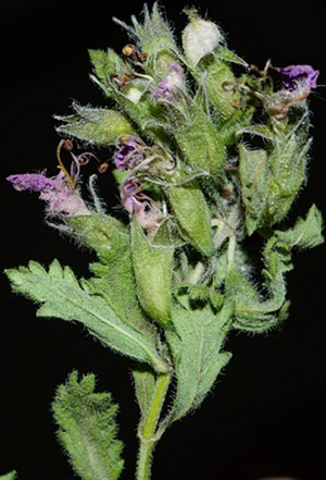 PMC12629161 – cbdv70259-fig-0001