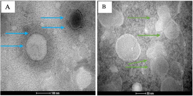 PMC12629173 – cbdv70168-fig-0004