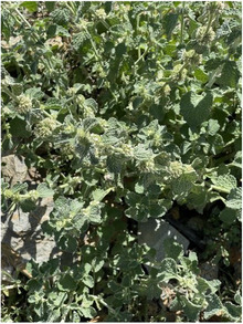 PMC12533807 – cbdv70100-fig-0004