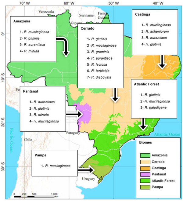 PMC12533801 – cbdv70118-fig-0005