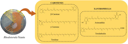 PMC12533801 – cbdv70118-fig-0003