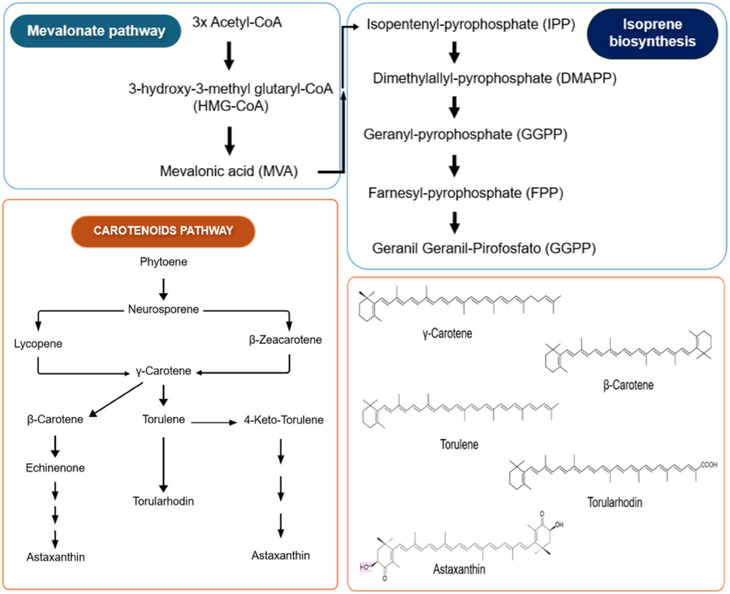 PMC12533801 – cbdv70118-fig-0002