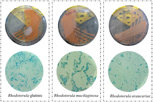 PMC12533801 – cbdv70118-fig-0001
