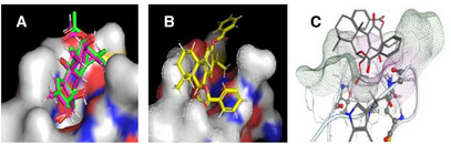 PMC12716025 – cbdv70537-fig-0002