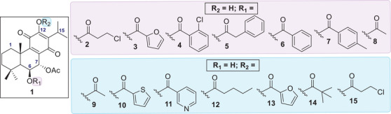 PMC12716025 – cbdv70537-fig-0003