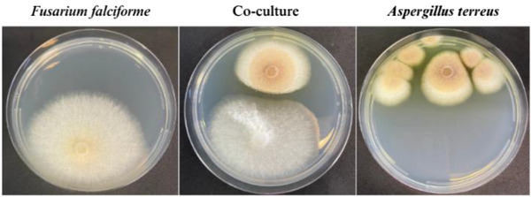 PMC12629174 – cbdv70252-fig-0002