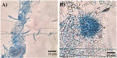 PMC12629174 – cbdv70252-fig-0001