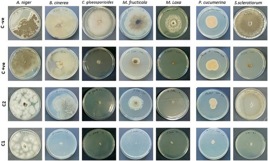 PMC12533804 – cbdv70138-fig-0003