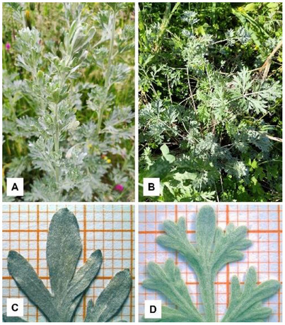 PMC12533806 – cbdv70007-fig-0001