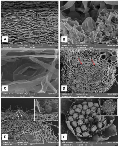 PMC12533806 – cbdv70007-fig-0004