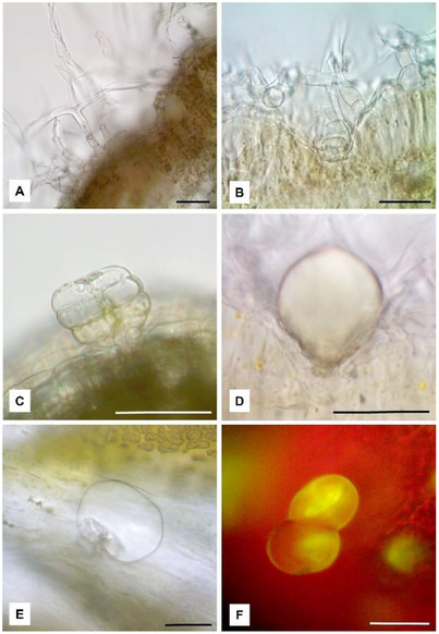 PMC12533806 – cbdv70007-fig-0002