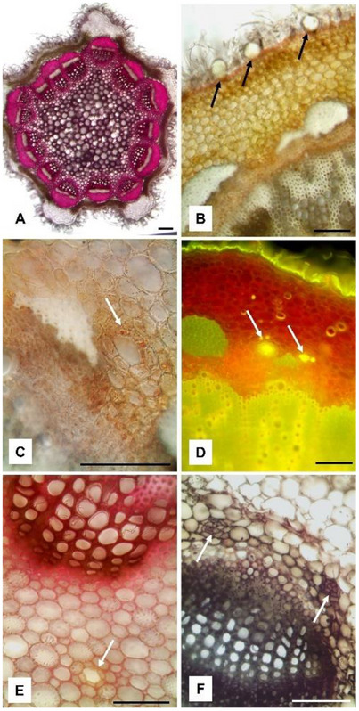 PMC12533806 – cbdv70007-fig-0003