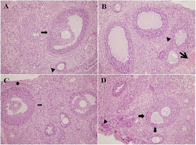 PMC12629153 – cbdv70243-fig-0001