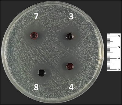 PMC12629165 – cbdv70293-fig-0004