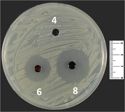 PMC12629165 – cbdv70293-fig-0003