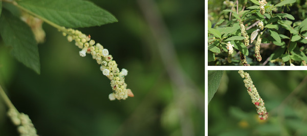 PMC12629171 – cbdv70161-fig-0001