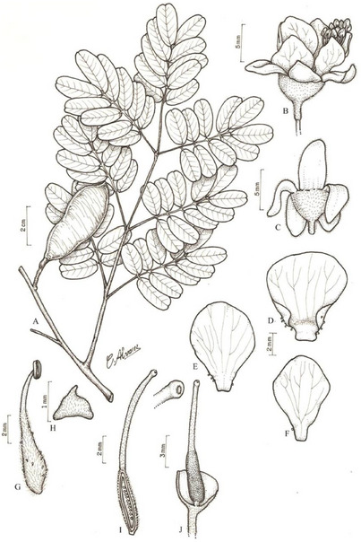 PMC12629168 – cbdv70218-fig-0001