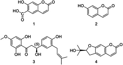 PMC12629158 – cbdv70254-fig-0001