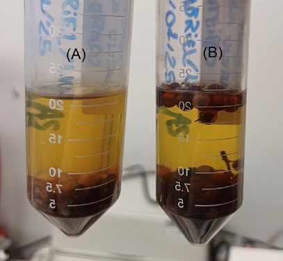 PMC12715997 – cbdv70366-fig-0004