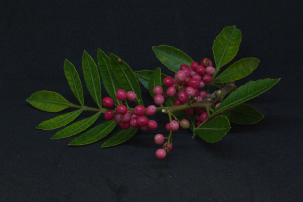 PMC12715997 – cbdv70366-fig-0001