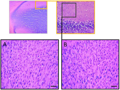 PMC12716011 – cbdv70415-fig-0009