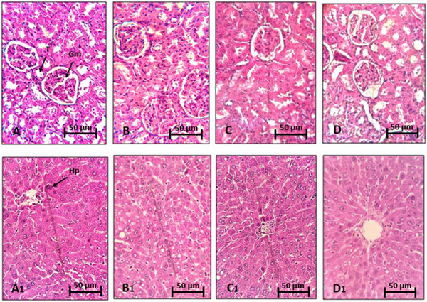 PMC12716011 – cbdv70415-fig-0003