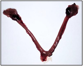 PMC12716011 – cbdv70415-fig-0004