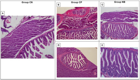 PMC12629155 – cbdv70200-fig-0007