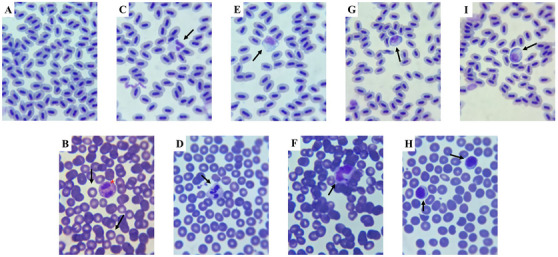 PMC12629155 – cbdv70200-fig-0012