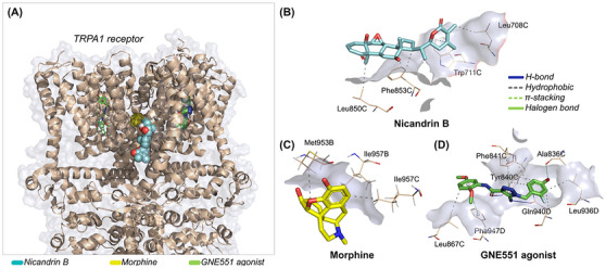 PMC12629155 – cbdv70200-fig-0009