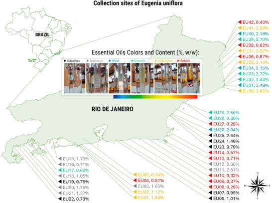 PMC12629159 – cbdv70249-fig-0001