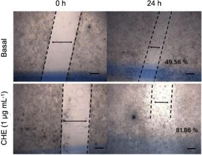 PMC12629169 – cbdv70203-fig-0003