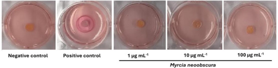 PMC12629169 – cbdv70203-fig-0005