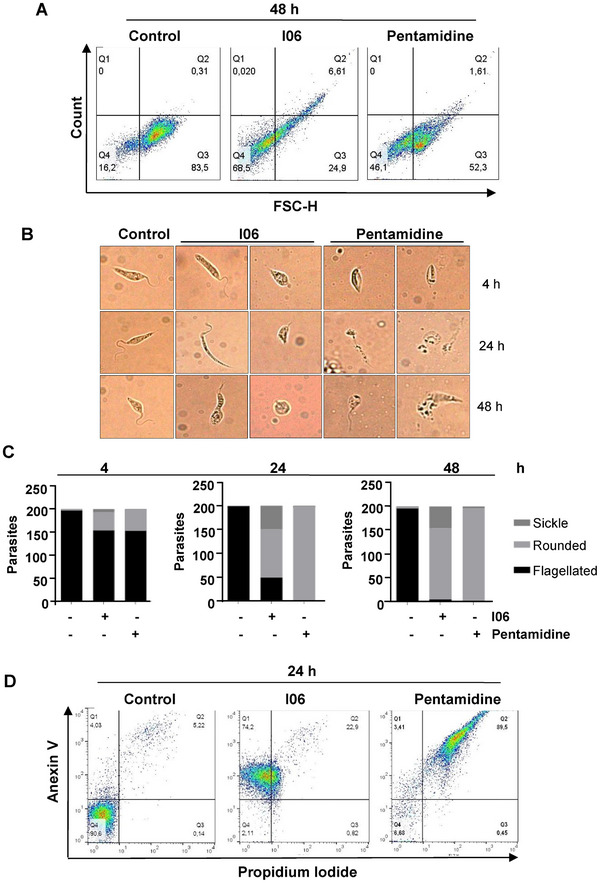 PMC12716003 – cbdv70436-fig-0002