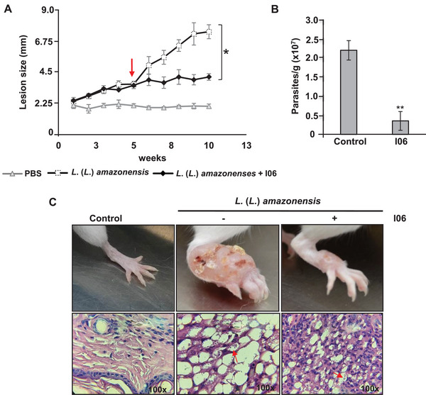 PMC12716003 – cbdv70436-fig-0004