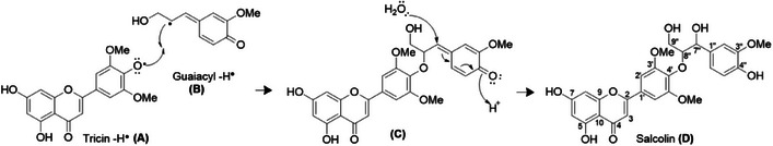 PMC12716014 – cbdv70446-fig-0006
