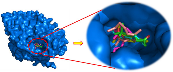 PMC12716023 – cbdv70318-fig-0005