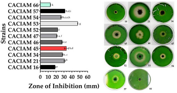 PMC12715989 – cbdv70511-fig-0005