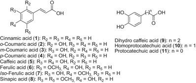 PMC12715986 – cbdv70486-fig-0001