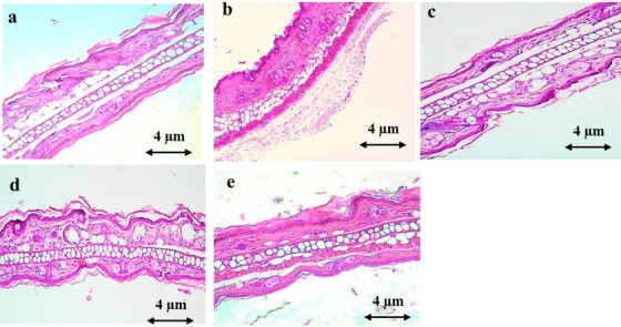PMC12715990 – cbdv70390-fig-0007