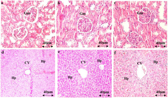 PMC12715990 – cbdv70390-fig-0003