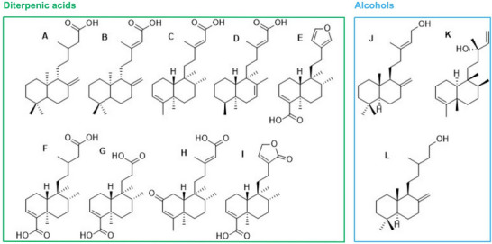 PMC12716019 – cbdv70536-fig-0001