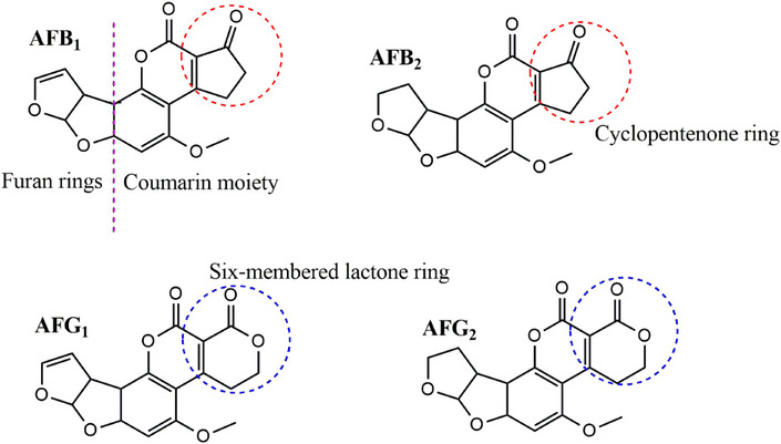 PMC12716015 – cbdv70344-fig-0001