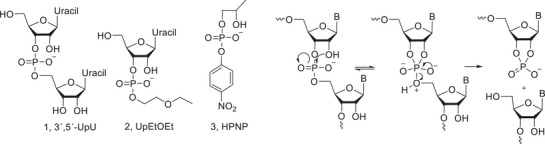 PMC12716006 – cbdv70408-fig-0003
