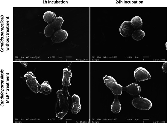 PMC12715995 – cbdv70573-fig-0002