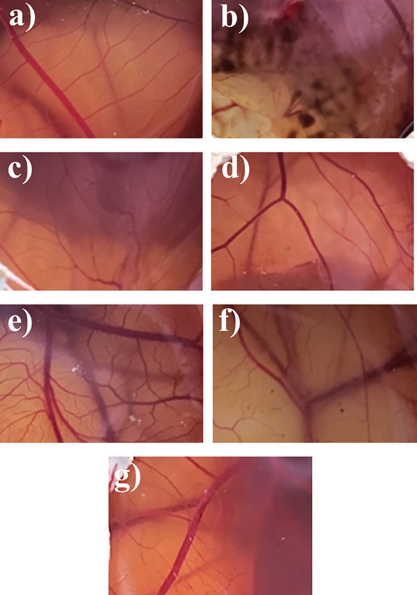 PMC12435430 – cbdv202402348-fig-0007