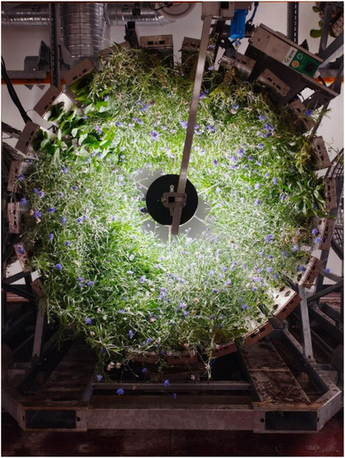 PMC12716007 – cbdv70581-fig-0004