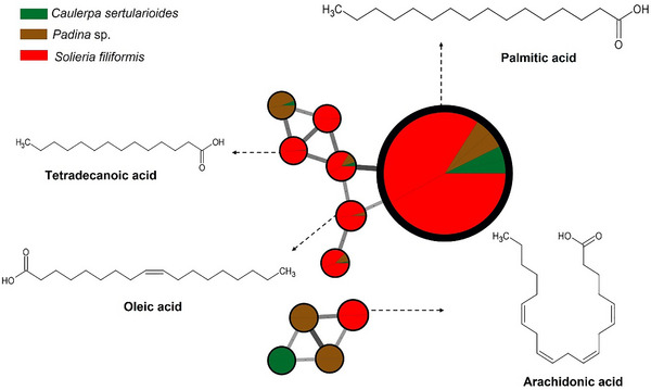 PMC12715994 – cbdv70569-fig-0004