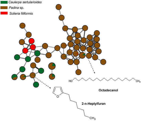 PMC12715994 – cbdv70569-fig-0002